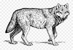 Animal - Wolf - Gray Wolf Black And White Clipart (#524134) - PinClipart