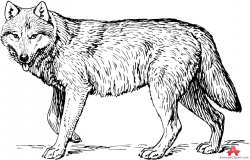 Wolf clipart black and white 3 » Clipart Station