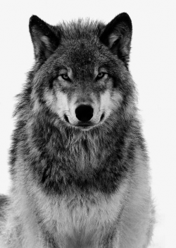 Grey Wolf Free Pull Material, Wolf Clipart, Wolf, Wolf Creative PNG ...