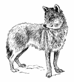 Wolf clipart illustration free stock photo public domain pictures ...