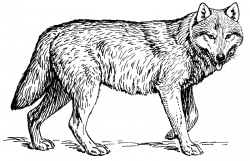 Free wolf clipart 1 page of public domain clip art - Cliparting.com