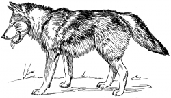 Free black and white wolf clipart 1 page of public domain clip art ...