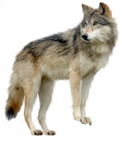 Wolf Clipart | Kurtlar | Animals, Wolf clipart, Animals images