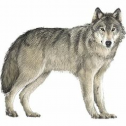 13 Best Theme Safari - Animals images in 2015 | Art google, Safari ...