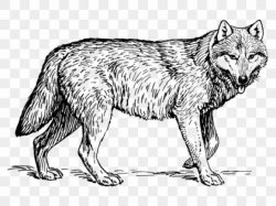 Free Arctic Wolf Clipart, Download Free Clip Art on Owips.com