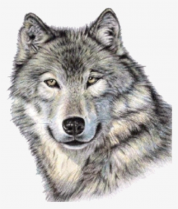 Wolf Face PNG, Transparent Wolf Face PNG Image Free Download - PNGkey