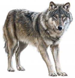 Wolf Transparent & PNG Clipart Free Download - YA-webdesign