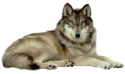 Transparent Wolf Clipart | Animal | Animals, Wolf clipart, Wolf