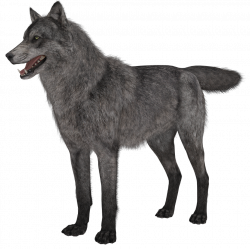Transparent Wolf PNG Picture | Gallery Yopriceville - High-Quality ...