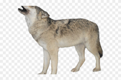 Gray Wolf Clipart Wolf Howl - Transparent Background Wolf ...