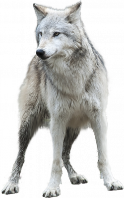 Gray Wolf PNG HD Transparent Gray Wolf HD.PNG Images. | PlusPNG
