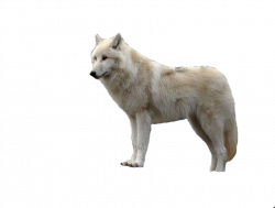 download-Wolf-PNG-transparent-images-transparent-backgrounds ...