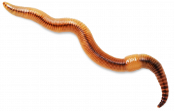 Worms PNG Images Transparent Background | PNG Play