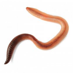 Worm clipart realistic, Worm realistic Transparent FREE for ...
