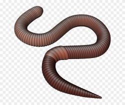 Png Earthworm Transparent Earthworm - Transparent Background ...